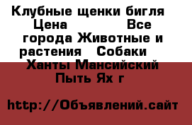 Клубные щенки бигля › Цена ­ 30 000 - Все города Животные и растения » Собаки   . Ханты-Мансийский,Пыть-Ях г.